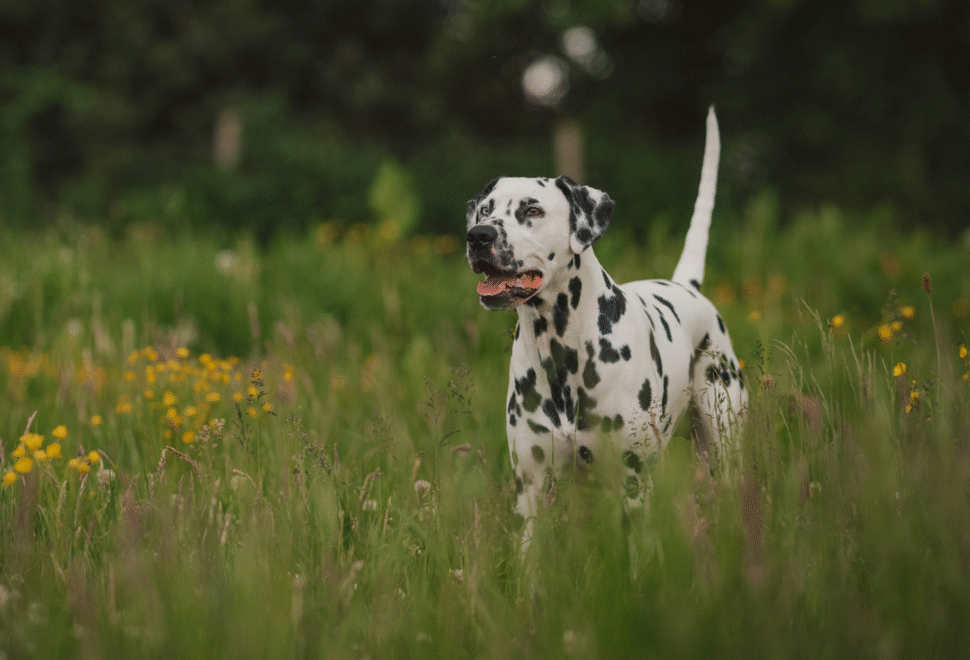 How to Manage Pesky Prickles During Autumn Dog Walks